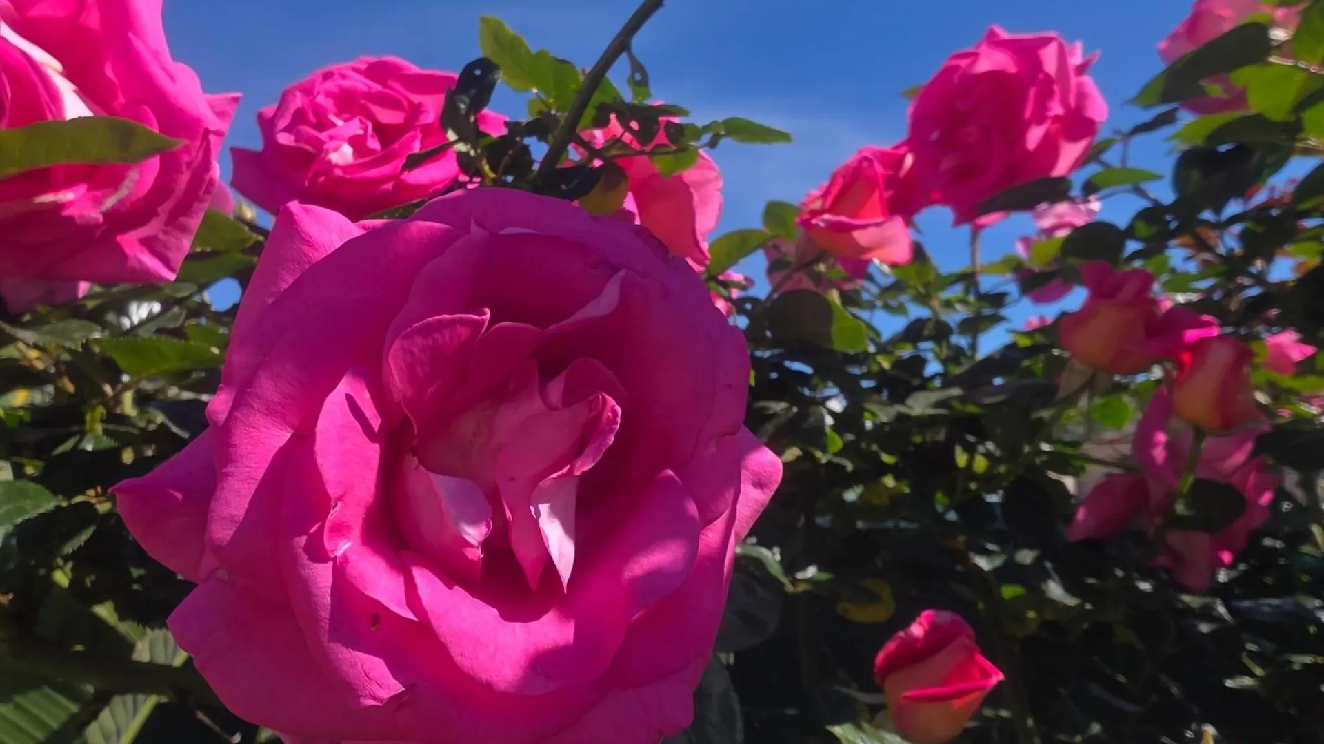 Bed & Breakfast Chambre D'Hotes Dans Villa Diane La Londe-les-Maures Francie